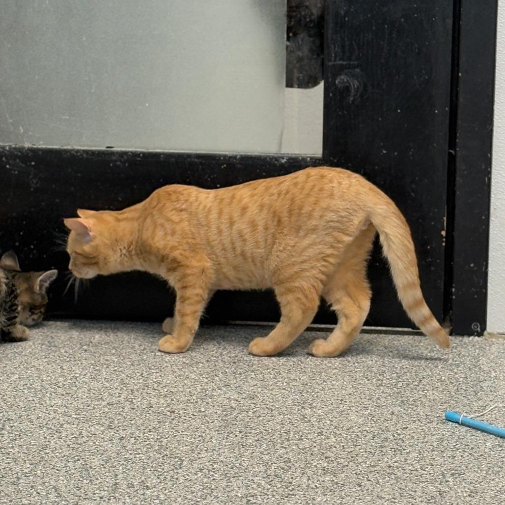 Enlarge Macaroni, a Adoptable Domestic Short Hair in Monticello, IA image 2/4