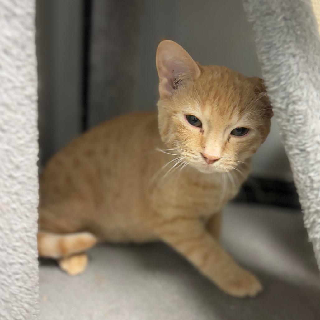 Enlarge Macaroni, a Adoptable Domestic Short Hair in Monticello, IA image 3/4