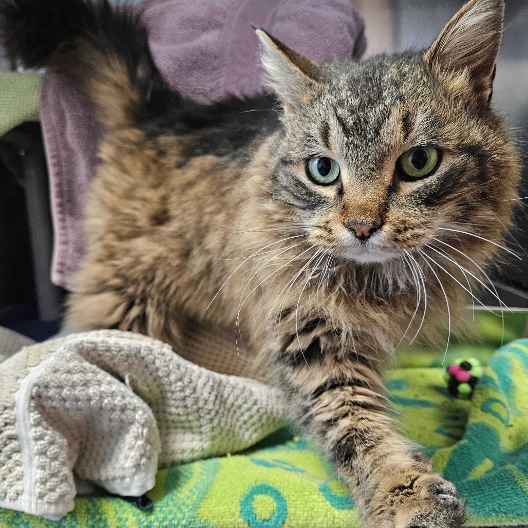 Pistachio *Coming Soon*, Adoptable, Adult Female Domestic Long Hair.