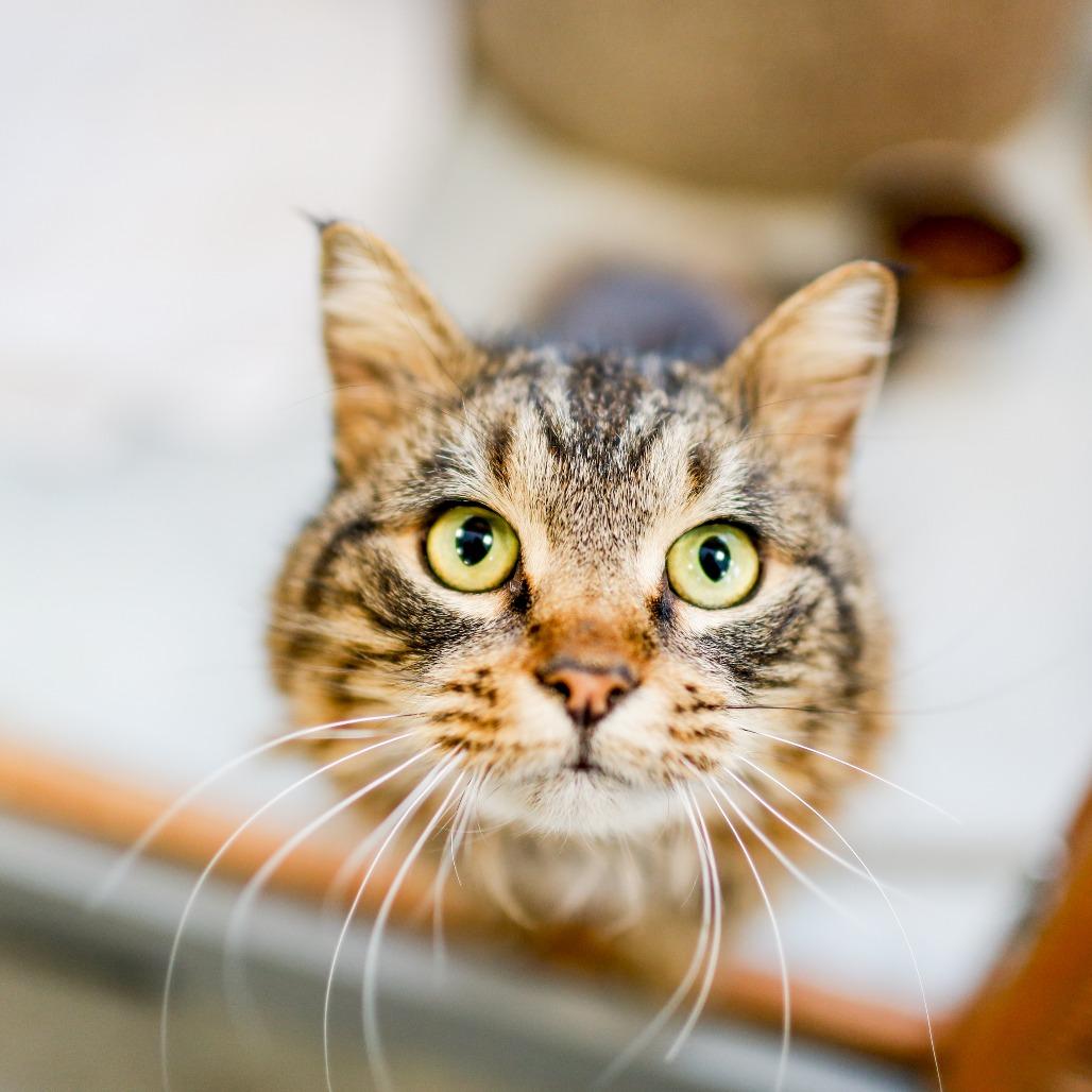 Enlarge Pistachio, a Adoptable Domestic Long Hair in Dover, NH image 2/6