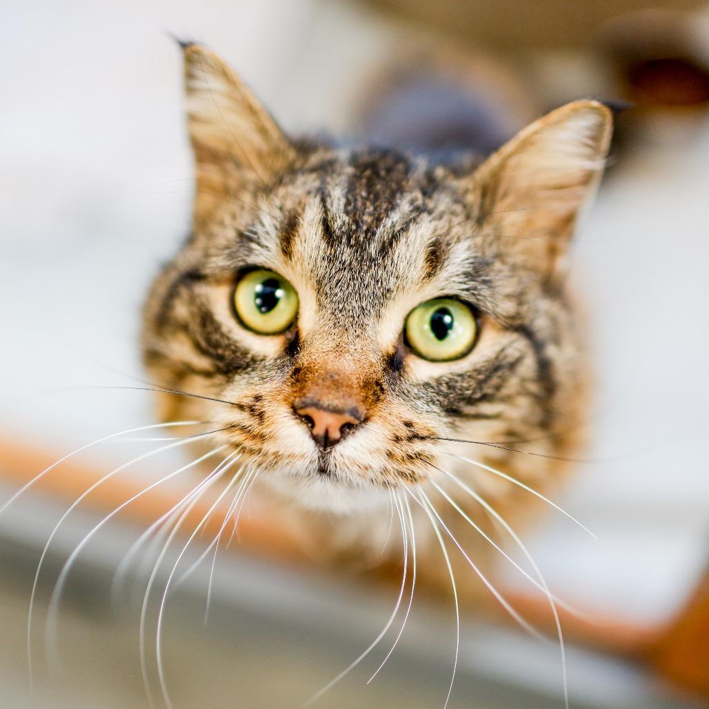 Enlarge Pistachio, a Adoptable Domestic Long Hair in Dover, NH image 3/6
