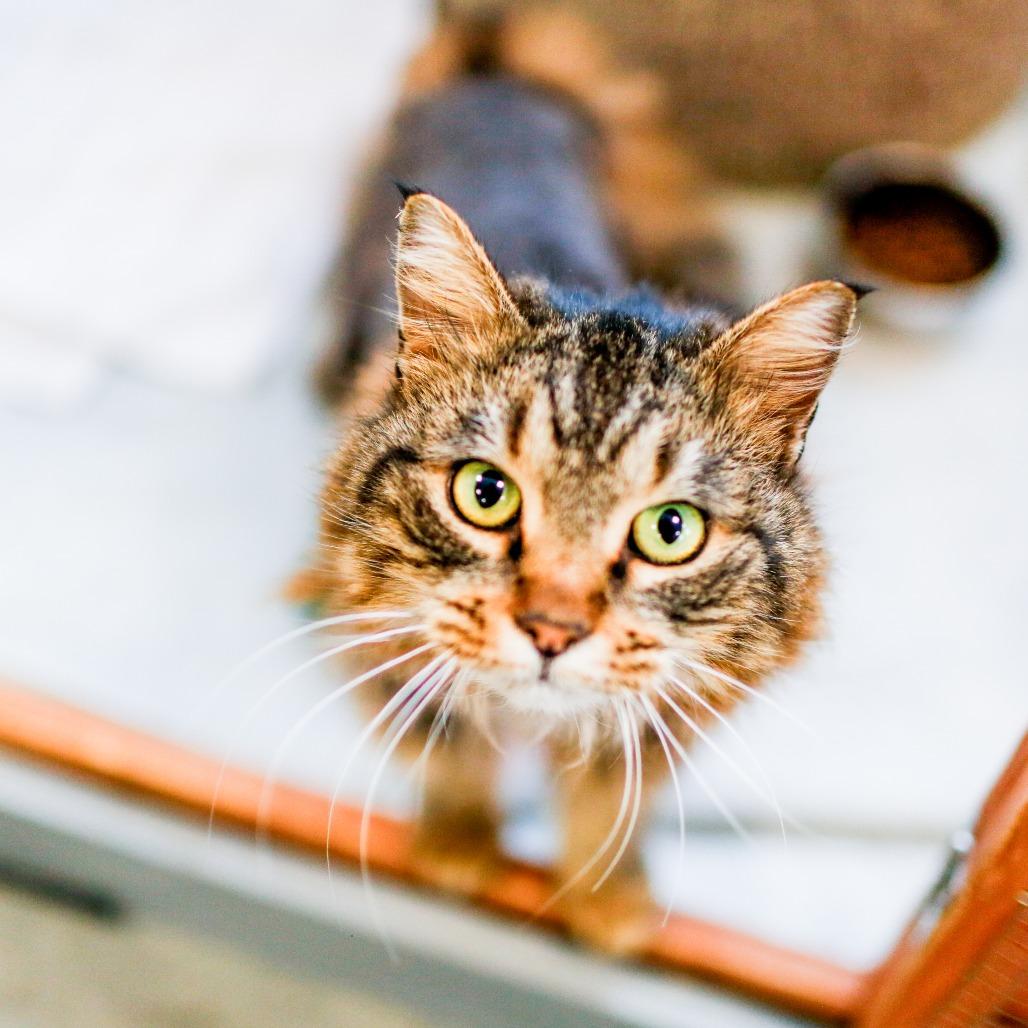 Enlarge Pistachio, a Adoptable Domestic Long Hair in Dover, NH image 4/6