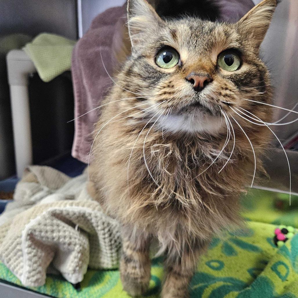 Enlarge Pistachio, a Adoptable Domestic Long Hair in Dover, NH image 6/6