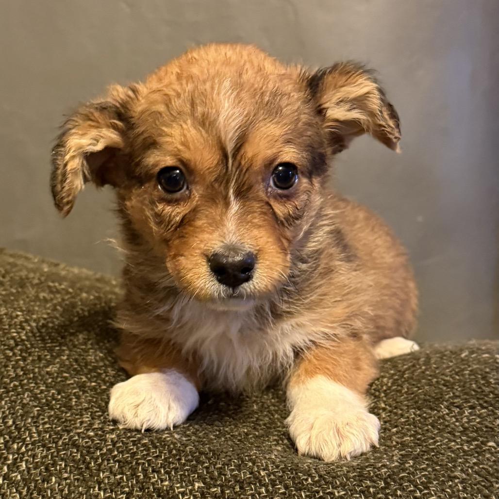 Enlarge Holly, an adopted mixed breed in Chester Springs, PA image 1/2