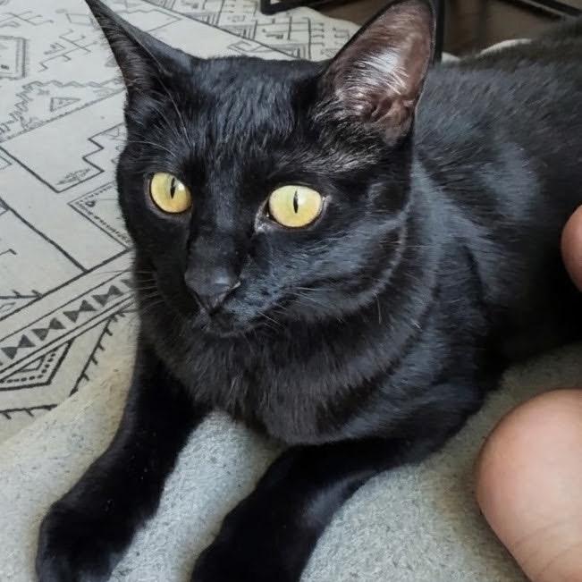 Cecilia, Adoptable, Adult Female American Shorthair.