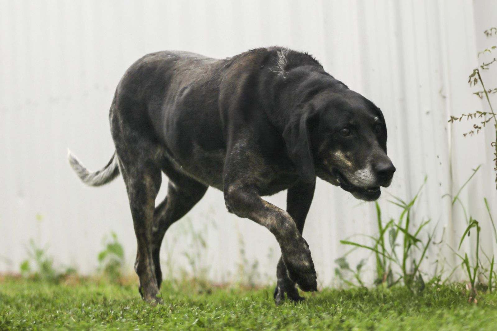Enlarge Blue, a Adoptable mixed breed in Walthill, NE image 5/6