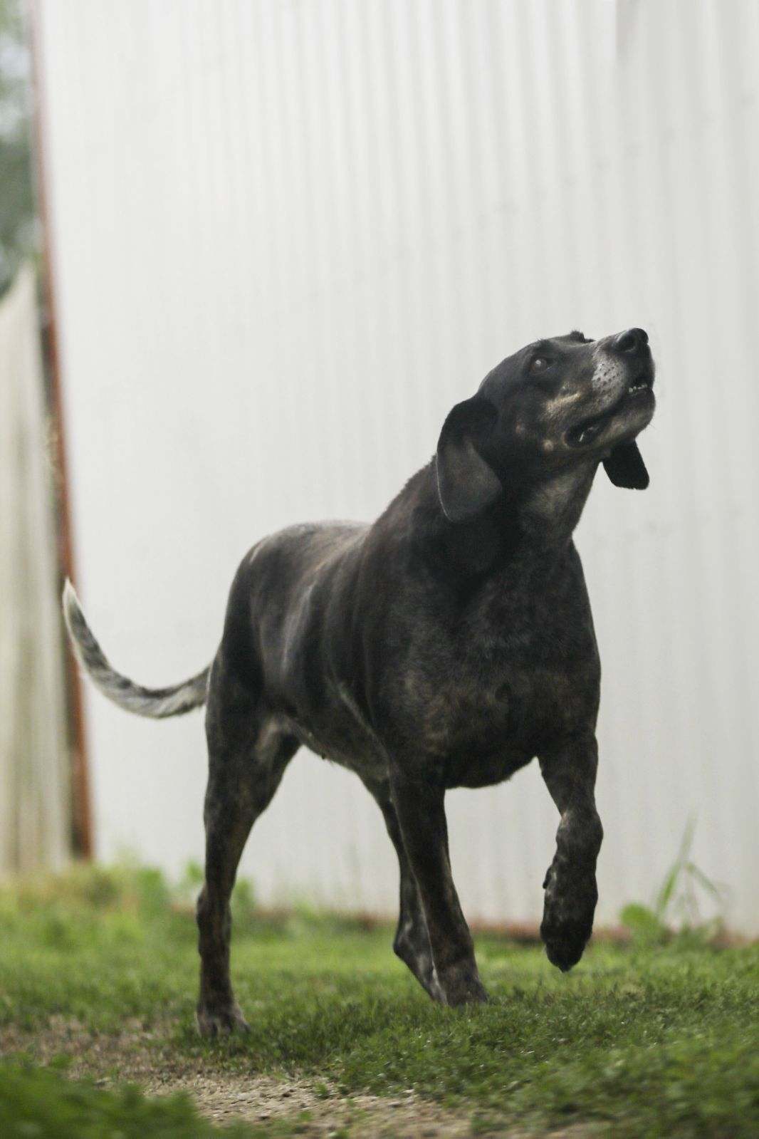 Enlarge Blue, a Adoptable mixed breed in Walthill, NE image 6/6