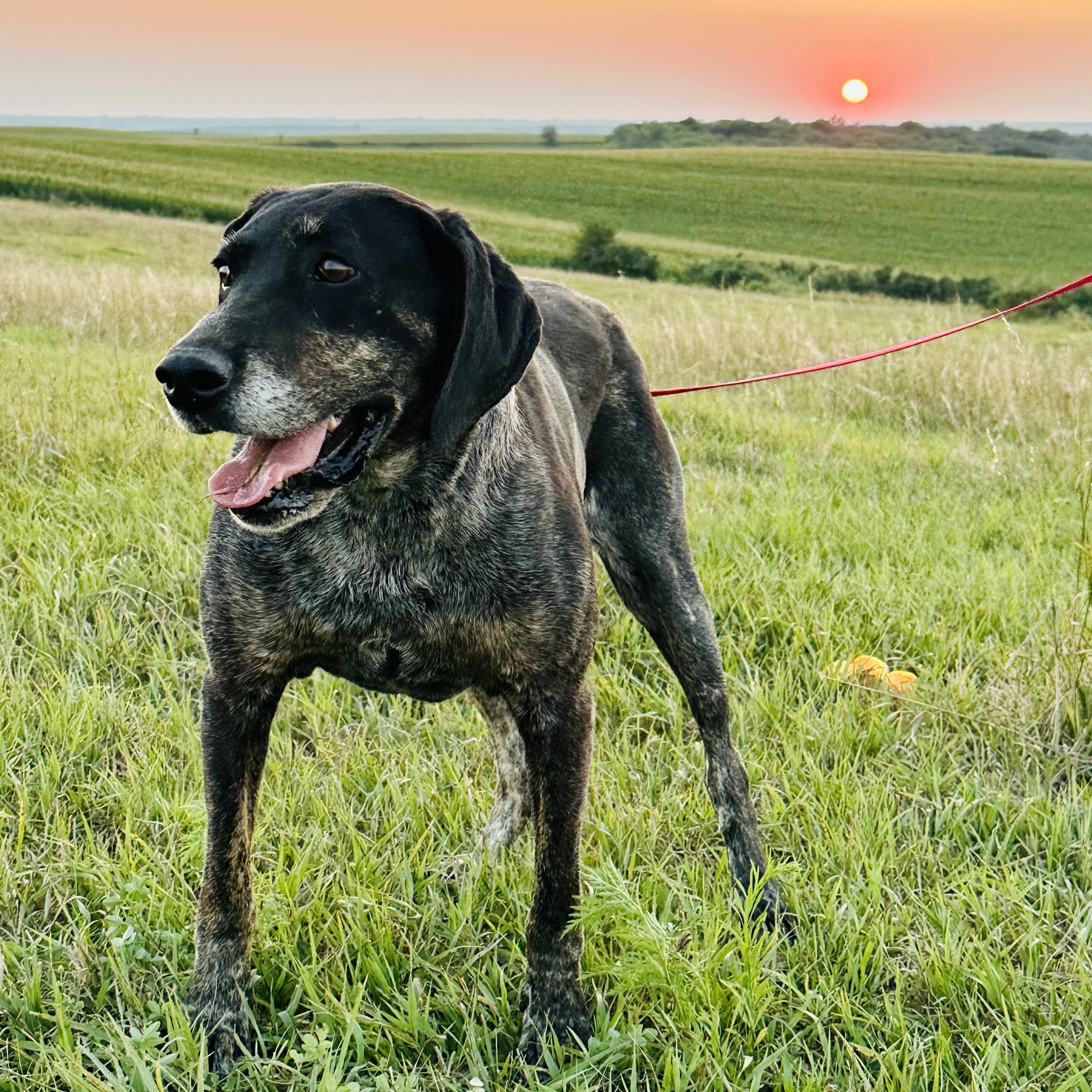 Enlarge Blue, a Adoptable mixed breed in Walthill, NE image 4/6