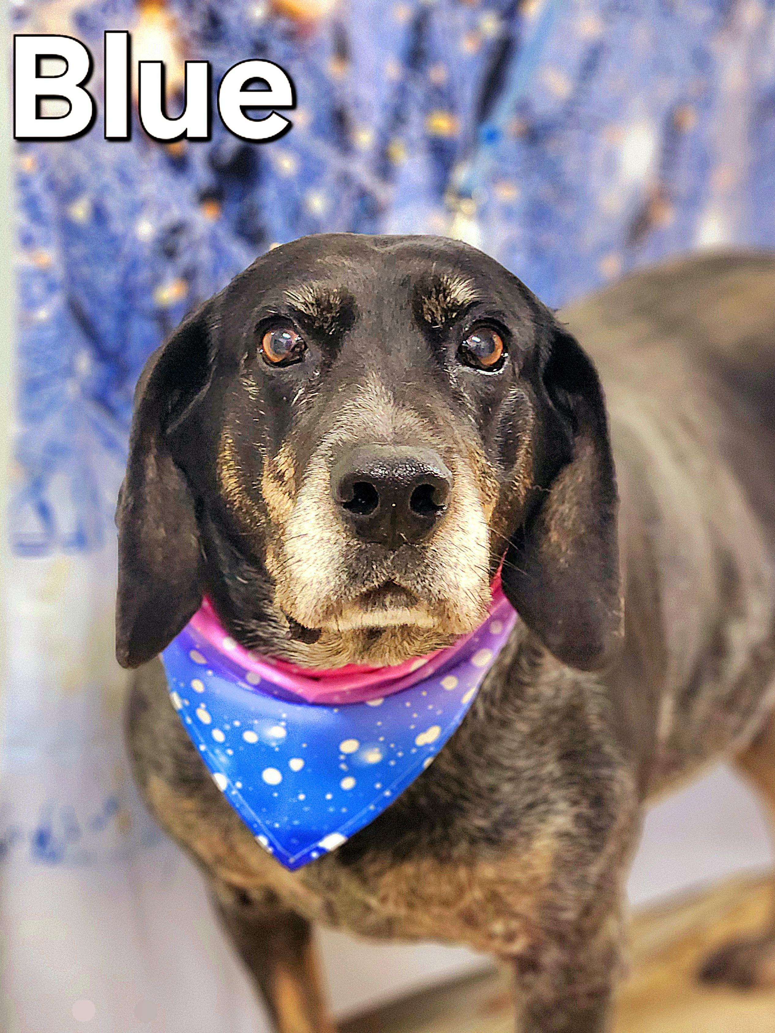 Enlarge Blue, a Adoptable mixed breed in Walthill, NE image 2/6