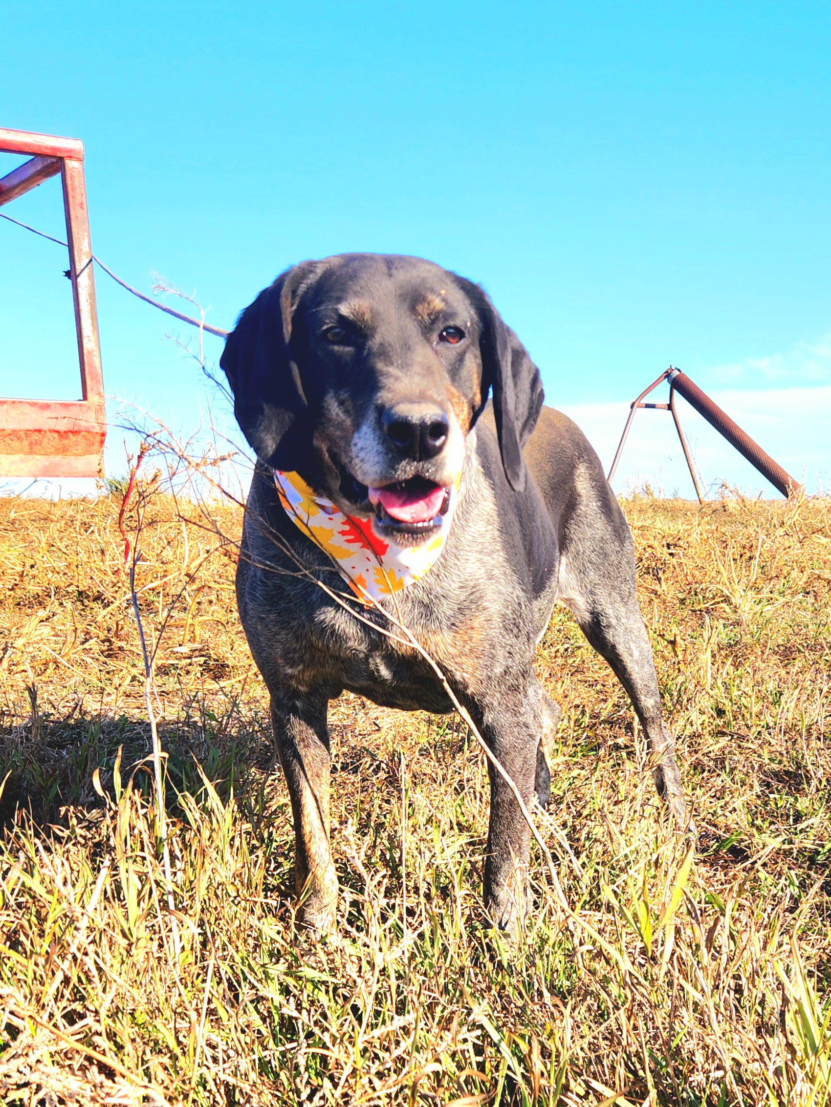Enlarge Blue, a Adoptable mixed breed in Walthill, NE image 3/6