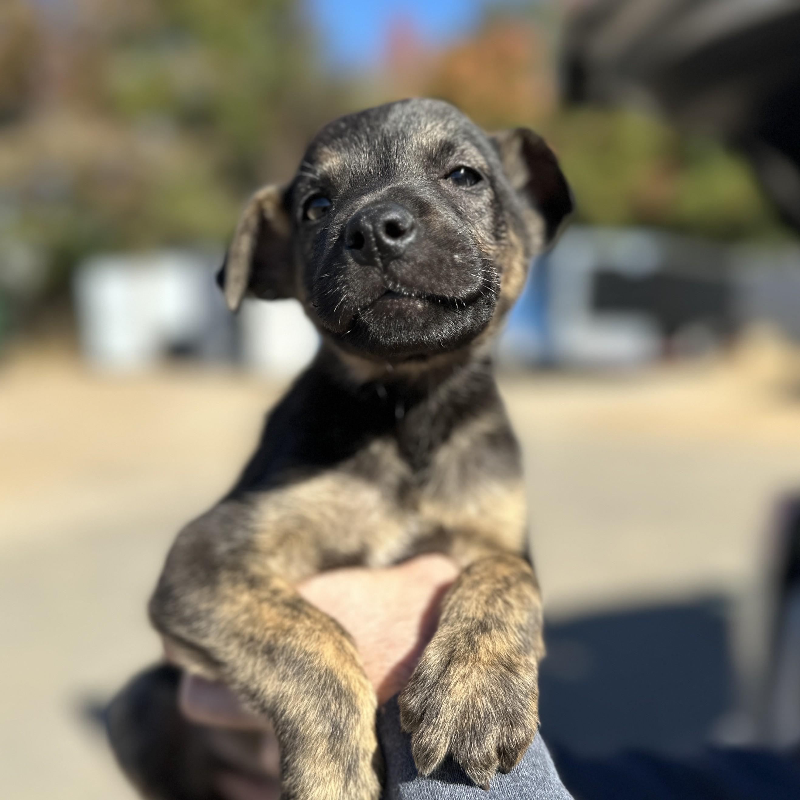 Oh the Turkey Looks Great