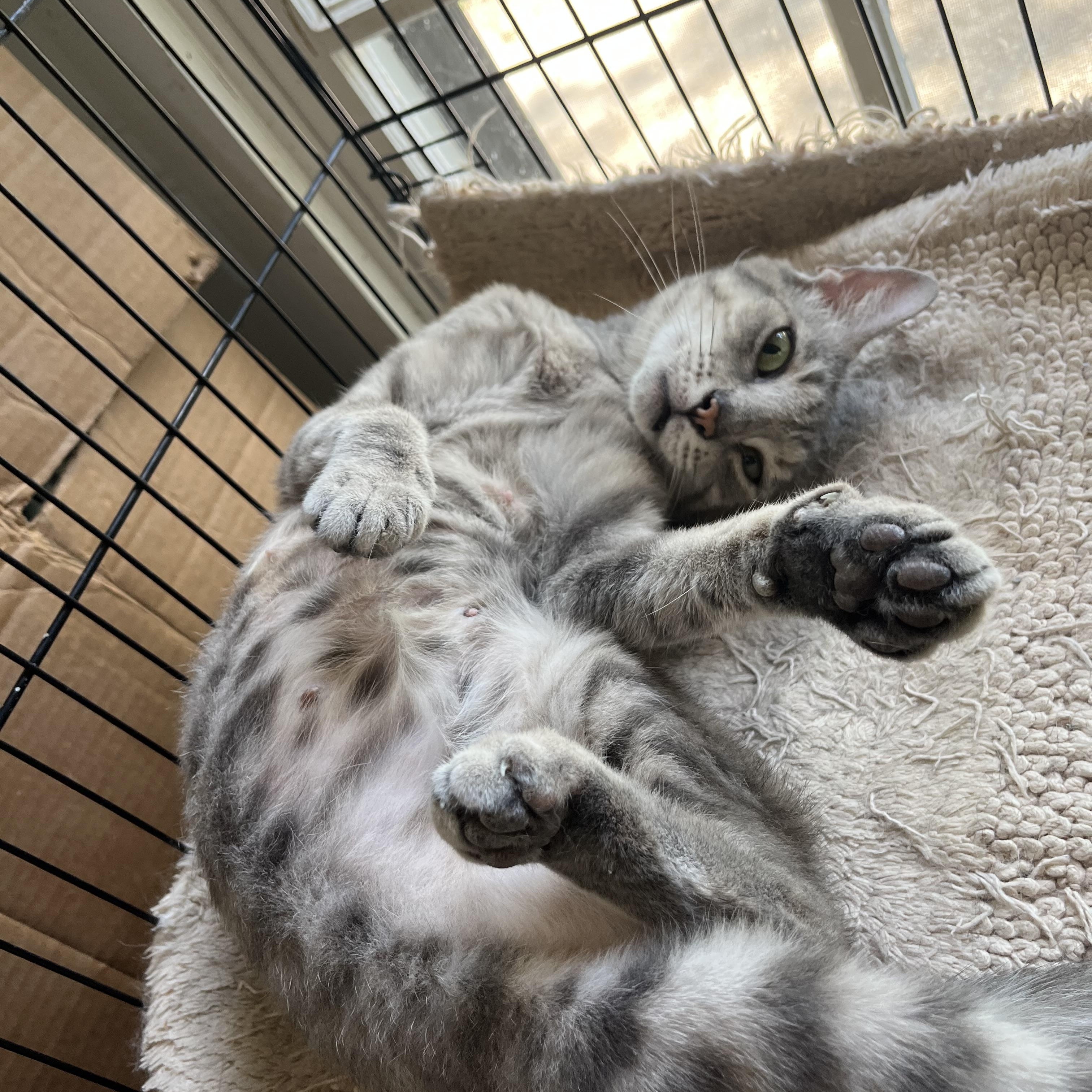 Peggy, Adoptable, Young Female Domestic Short Hair.