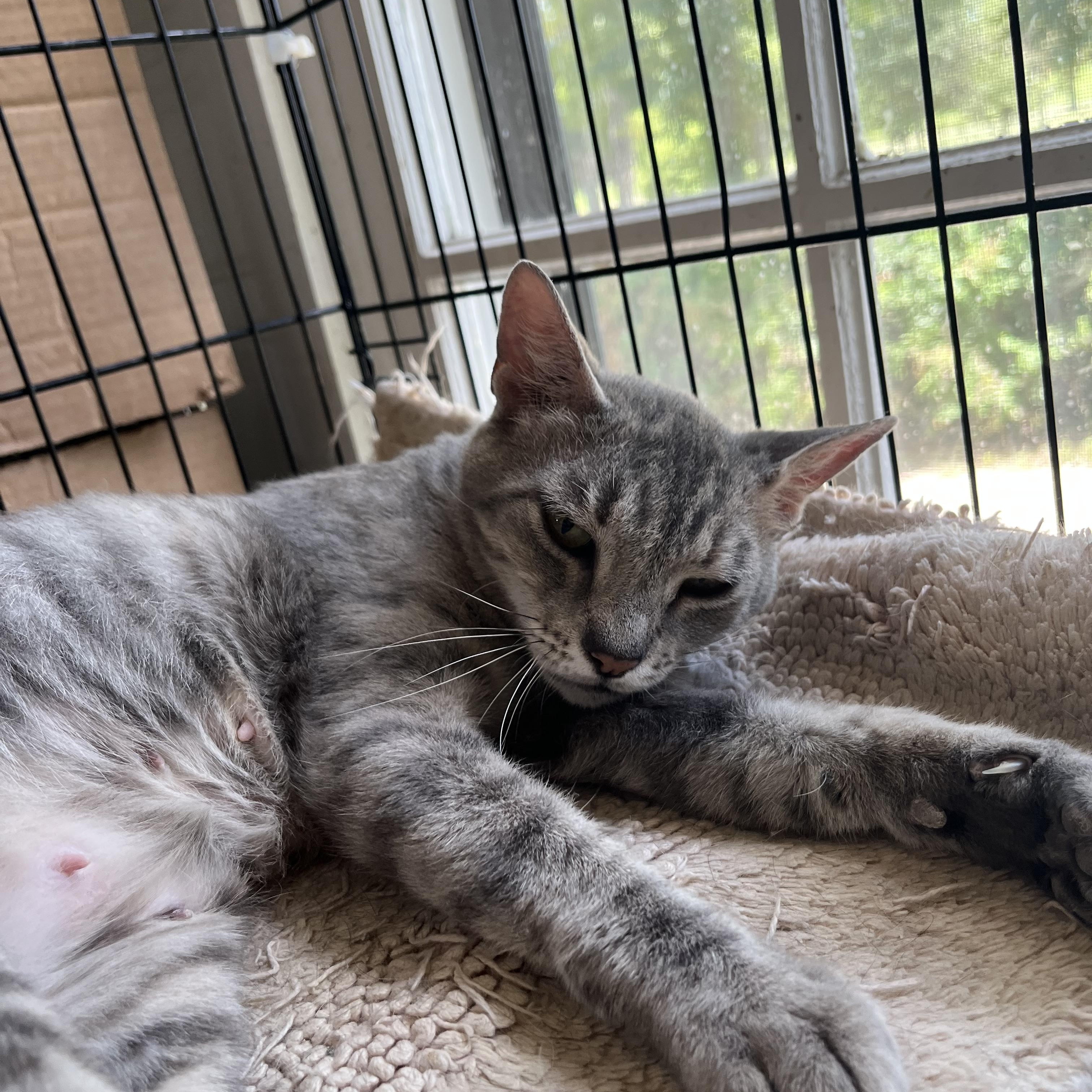 Enlarge Peggy, a Adoptable Domestic Short Hair in Hammond, LA image 3/3