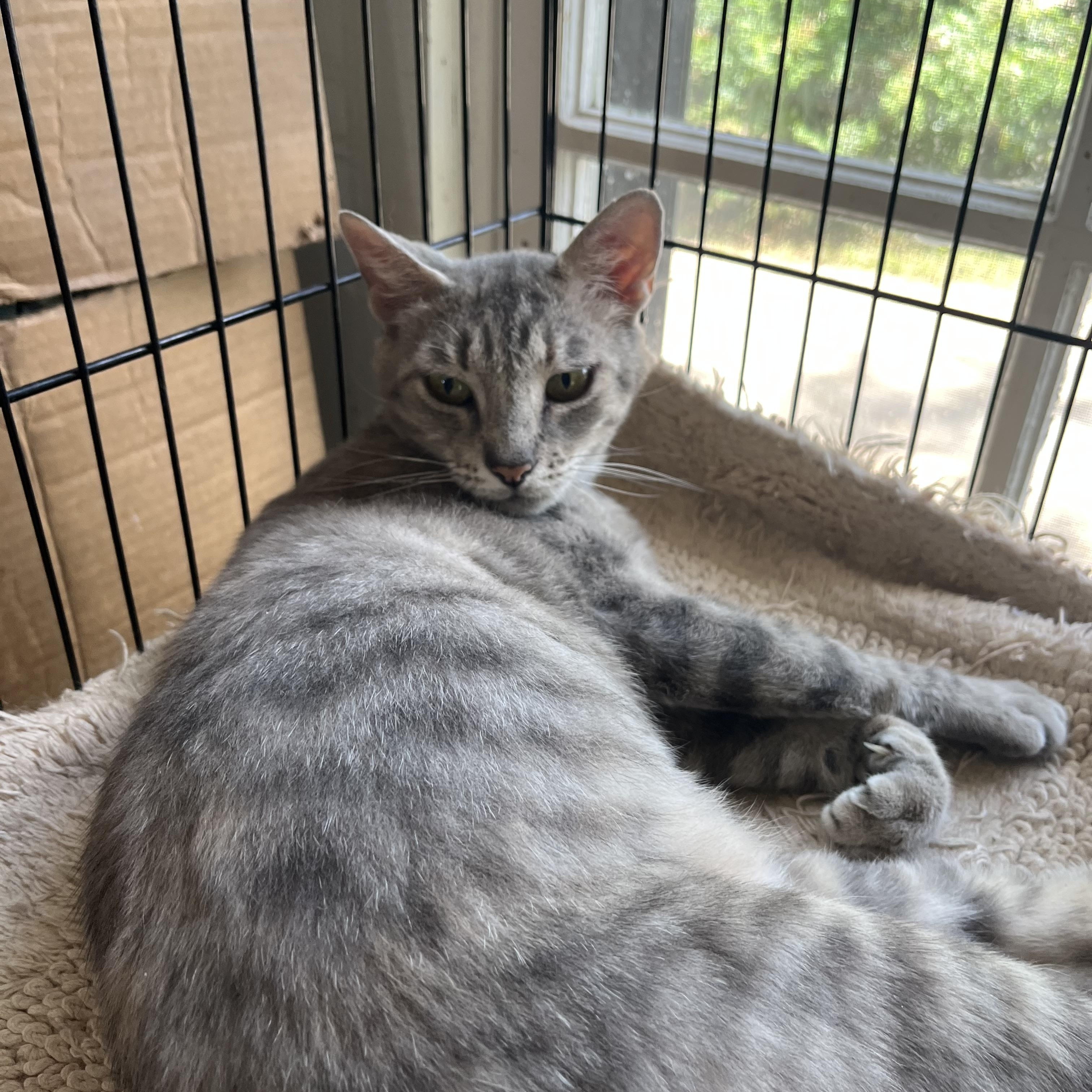 Enlarge Peggy, a Adoptable Domestic Short Hair in Hammond, LA image 2/3