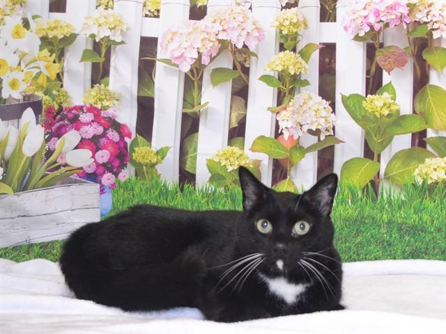 TUX, Adoptable, Senior Male Domestic Short Hair & Domestic Short Hair.