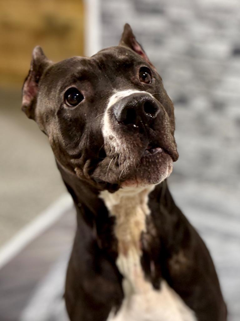 Enlarge Dinky, a Adoptable Mixed Breed in Muskegon, MI image 1/2