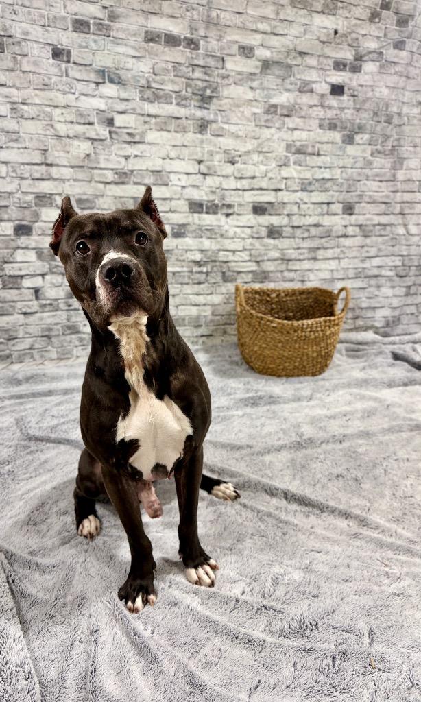 Enlarge Dinky, a Adoptable Mixed Breed in Muskegon, MI image 2/2