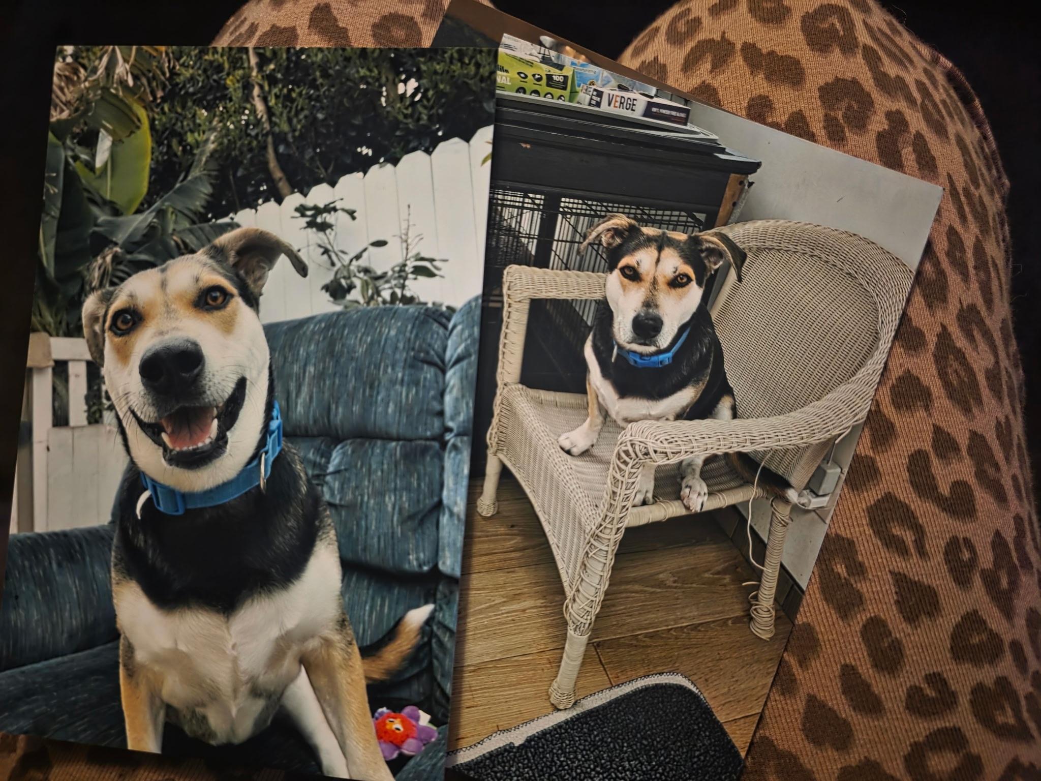 Enlarge Champ, a Adoptable mixed breed in Brea, CA image 1/1