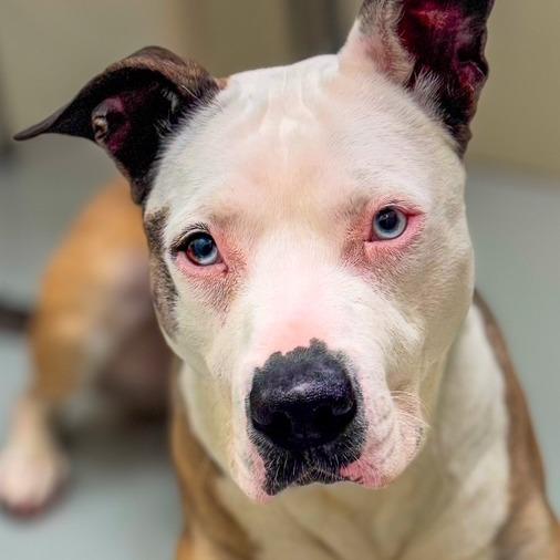 Della, Adoptable, Adult Female Husky & Pit Bull Terrier.