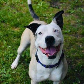 Enlarge Della, a Adoptable mixed breed in Milan, IL image 2/6