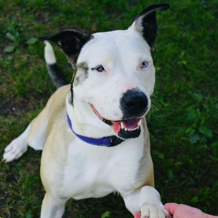 Enlarge Della, a Adoptable mixed breed in Milan, IL image 4/6