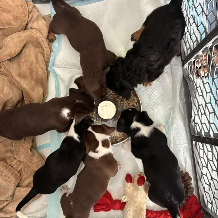 Louie, Adoptable, Puppy Male Mixed Breed.