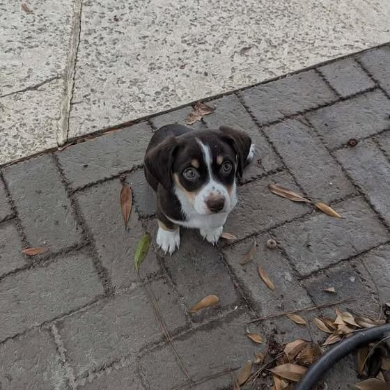 Louie, a Adoptable Mixed Breed in Myrtle Beach, SC image 2/6