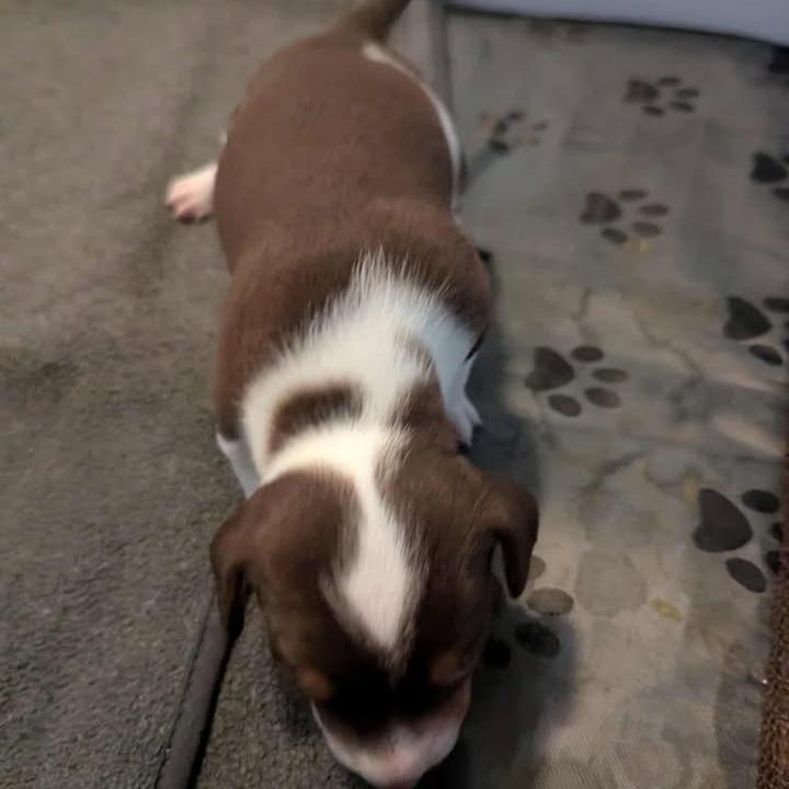 Louie, a Adoptable Mixed Breed in Myrtle Beach, SC image 3/6