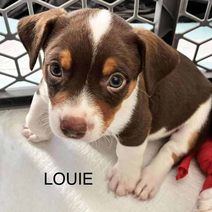 Louie, a Adoptable Mixed Breed in Myrtle Beach, SC image 5/6