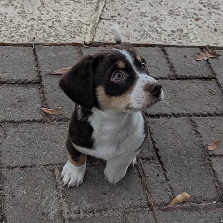 Louie, a Adoptable Mixed Breed in Myrtle Beach, SC image 6/6