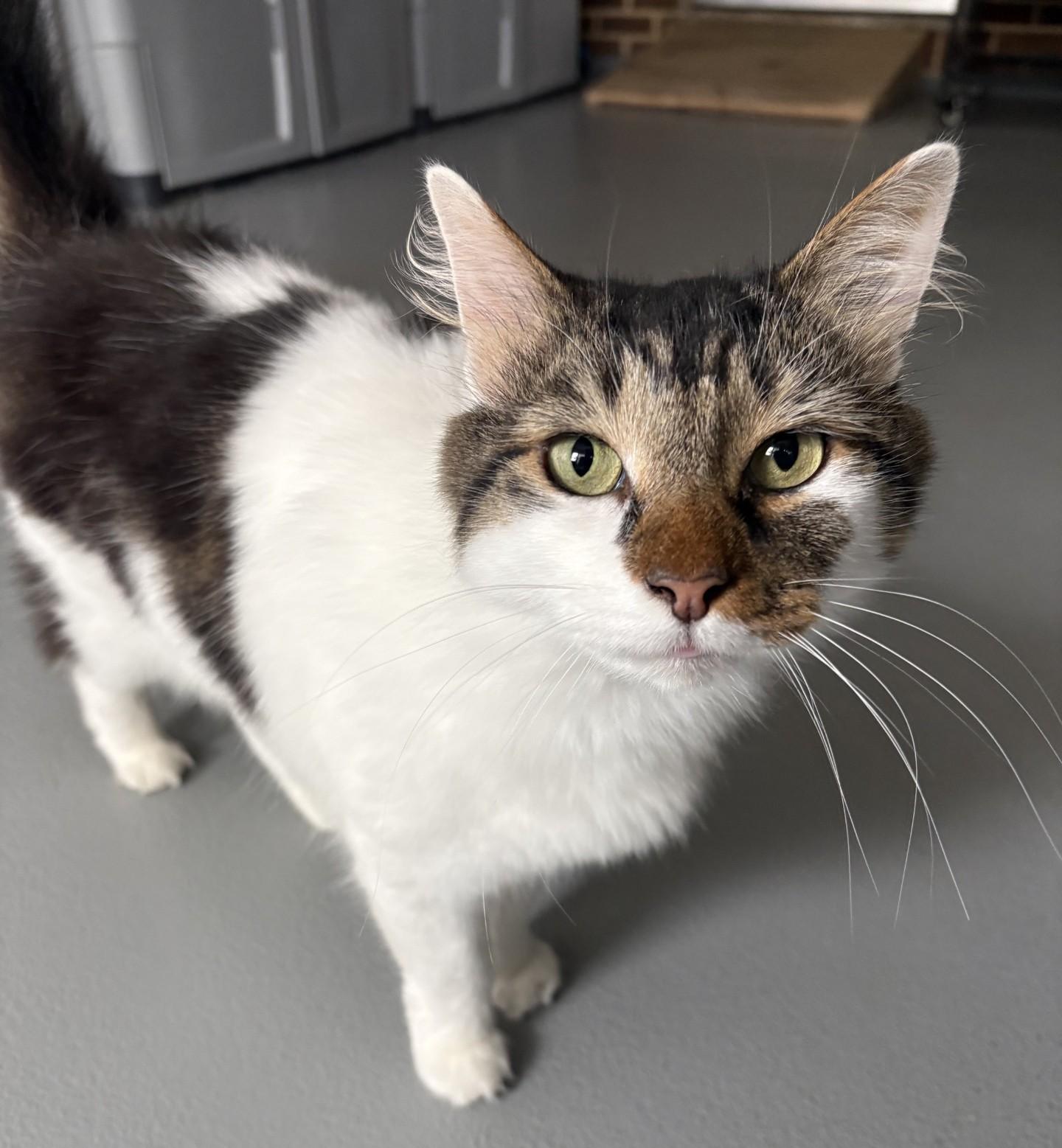 Enlarge Vinny, a Adopted Domestic Medium Hair in Floyd, VA image 3/4
