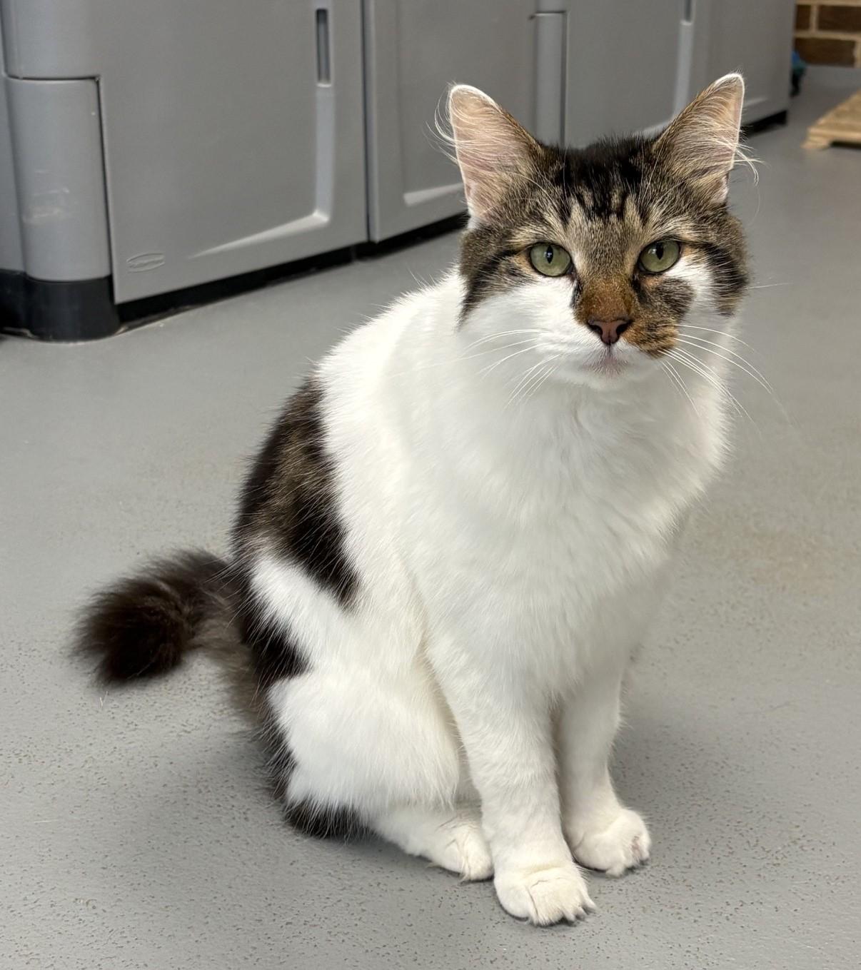 Vinny, Adoptable, Young Male Domestic Medium Hair.
