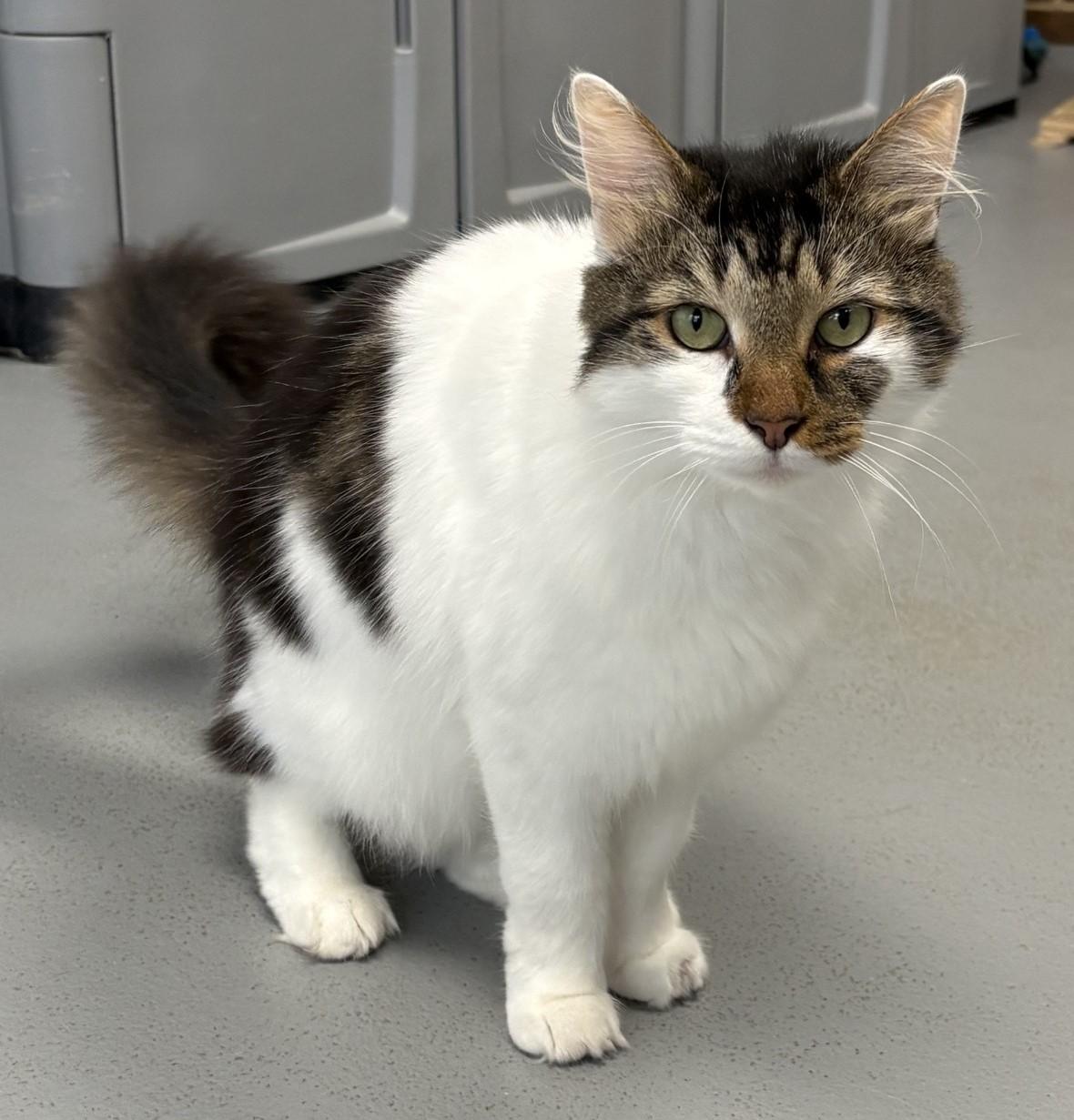 Enlarge Vinny, a Adopted Domestic Medium Hair in Floyd, VA image 4/4