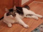 Vinny, Adoptable, Young Male Domestic Medium Hair.