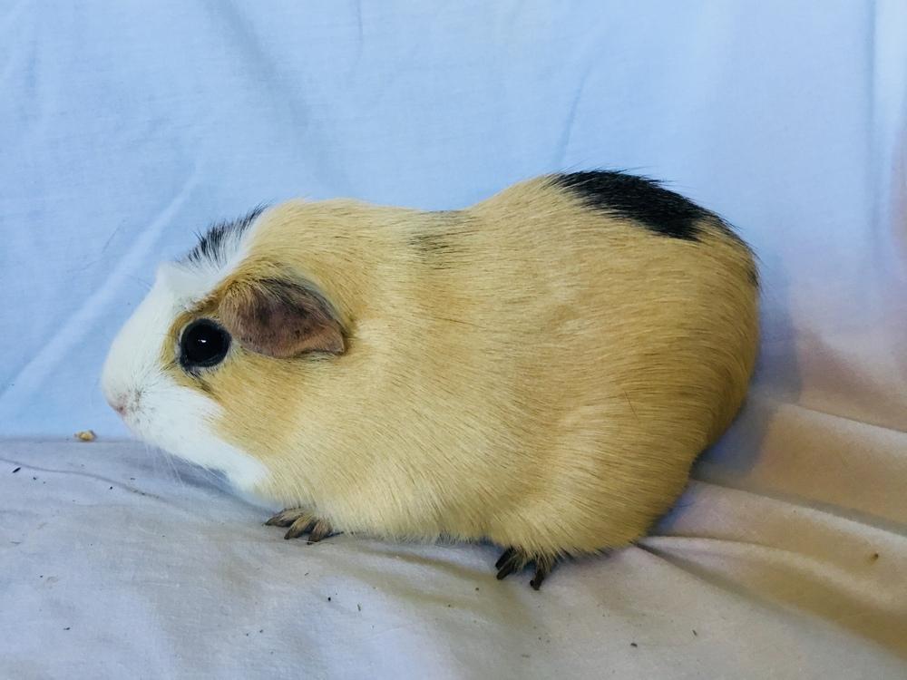 Enlarge SasGirl( Bonded to Sumna), a Adoptable Guinea Pig in San Diego, CA image 1/3