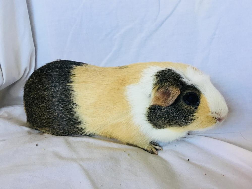 Enlarge SasGirl( Bonded to Sumna), a Adoptable Guinea Pig in San Diego, CA image 2/3
