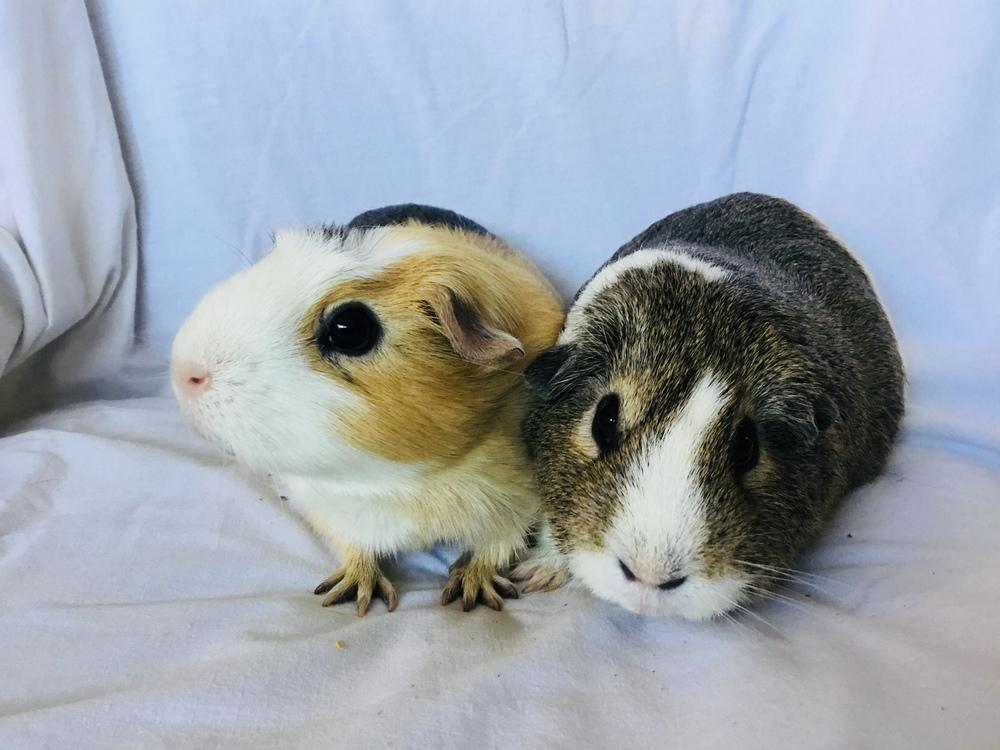Enlarge SasGirl( Bonded to Sumna), a Adoptable Guinea Pig in San Diego, CA image 3/3