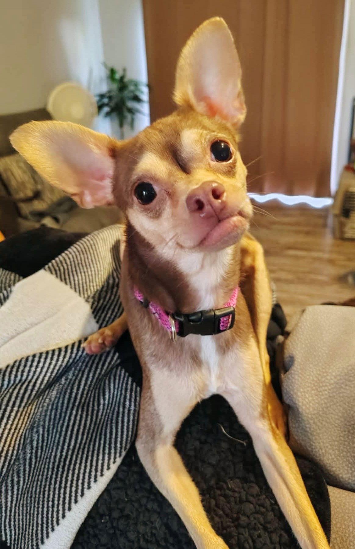 Faline, Adopted, Adult Female Chihuahua.