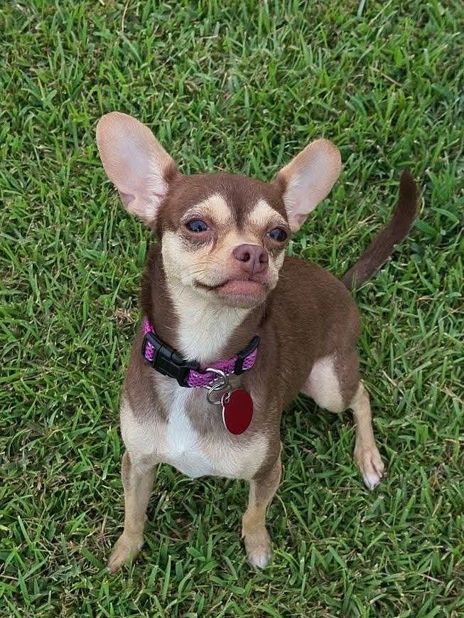 Enlarge Faline, a Adopted Chihuahua in Woodbridge, CT image 2/3