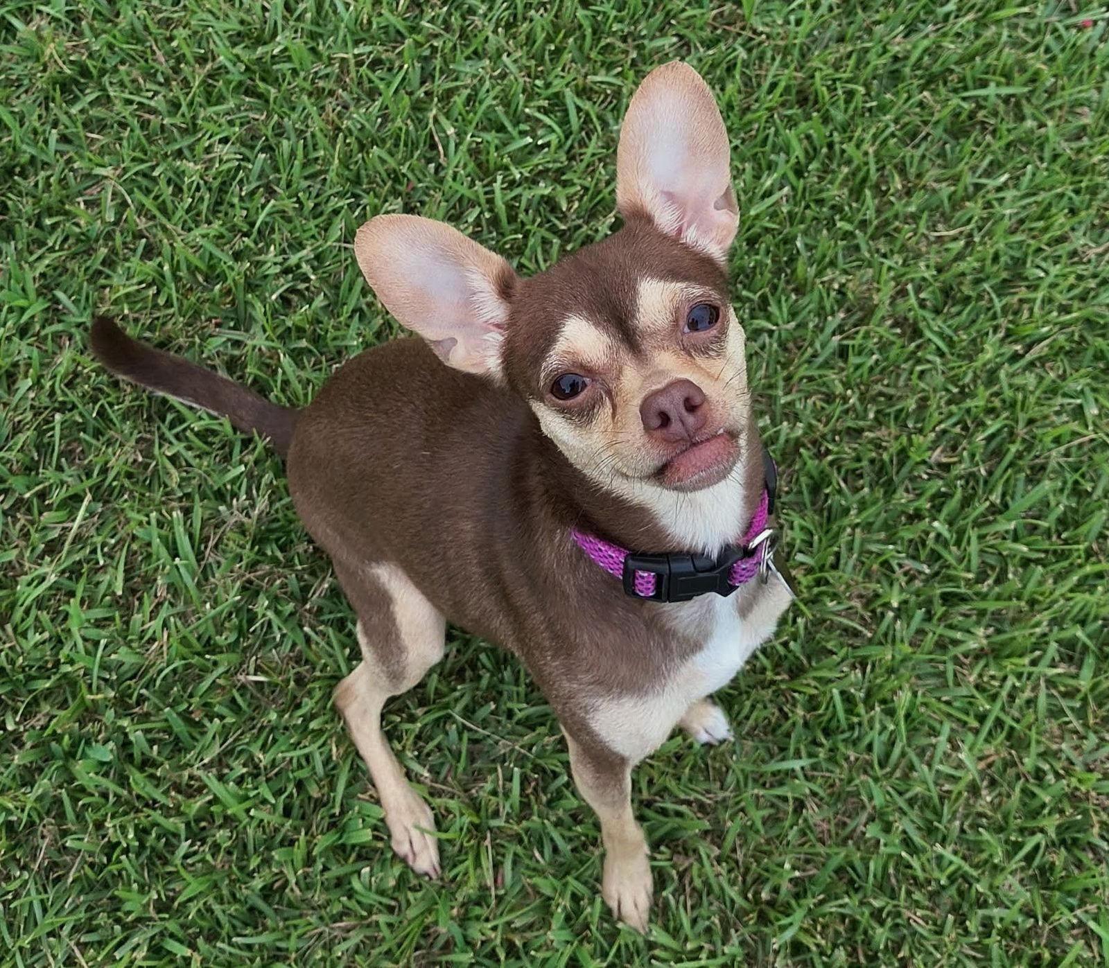 Enlarge Faline, a Adopted Chihuahua in Woodbridge, CT image 3/3