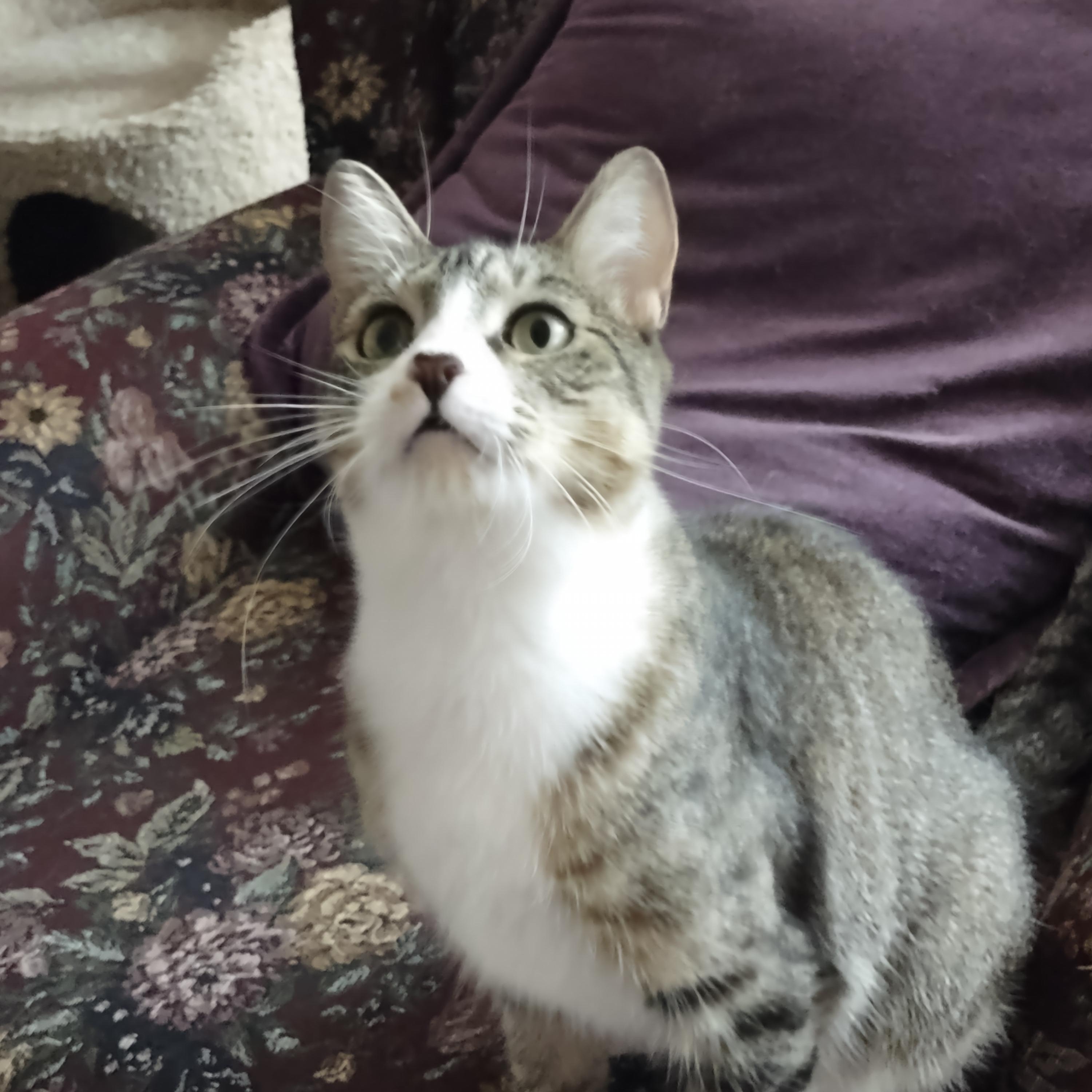 Hope, ADOPTABLE, Adult Female Domestic Short Hair.