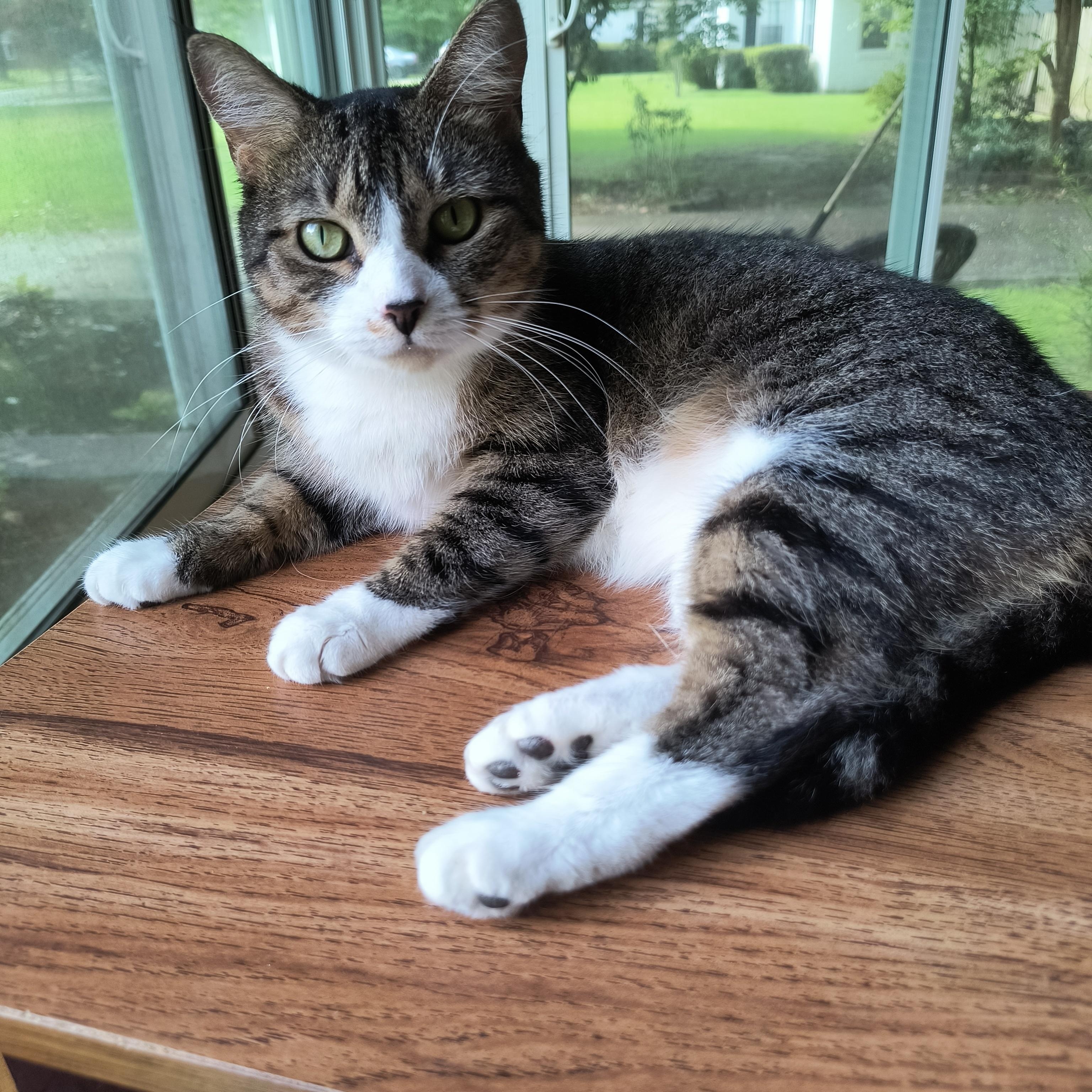 Hope, a ADOPTABLE Domestic Short Hair in Malden, MA image 2/3