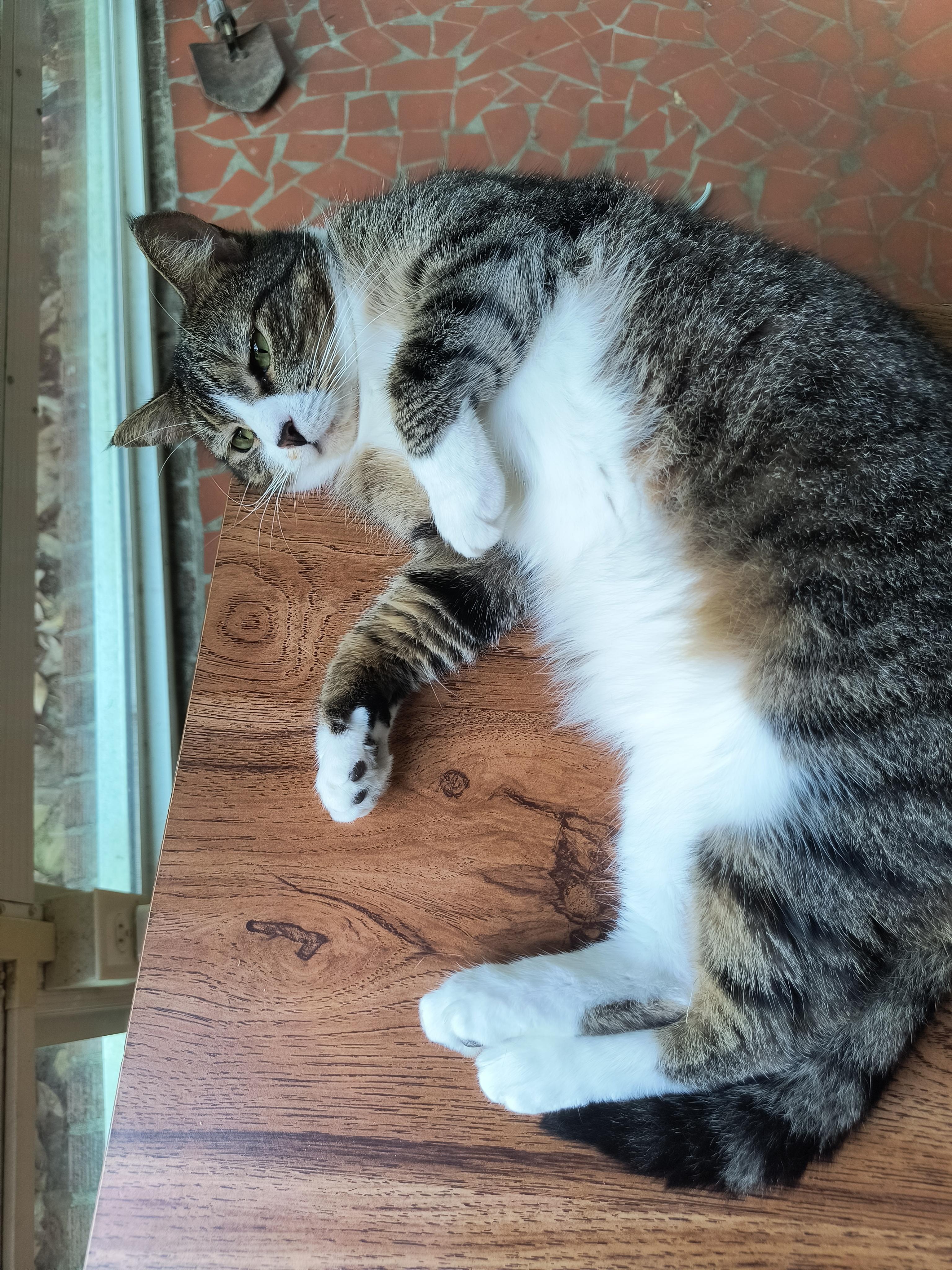 Hope, a ADOPTABLE Domestic Short Hair in Malden, MA image 3/3