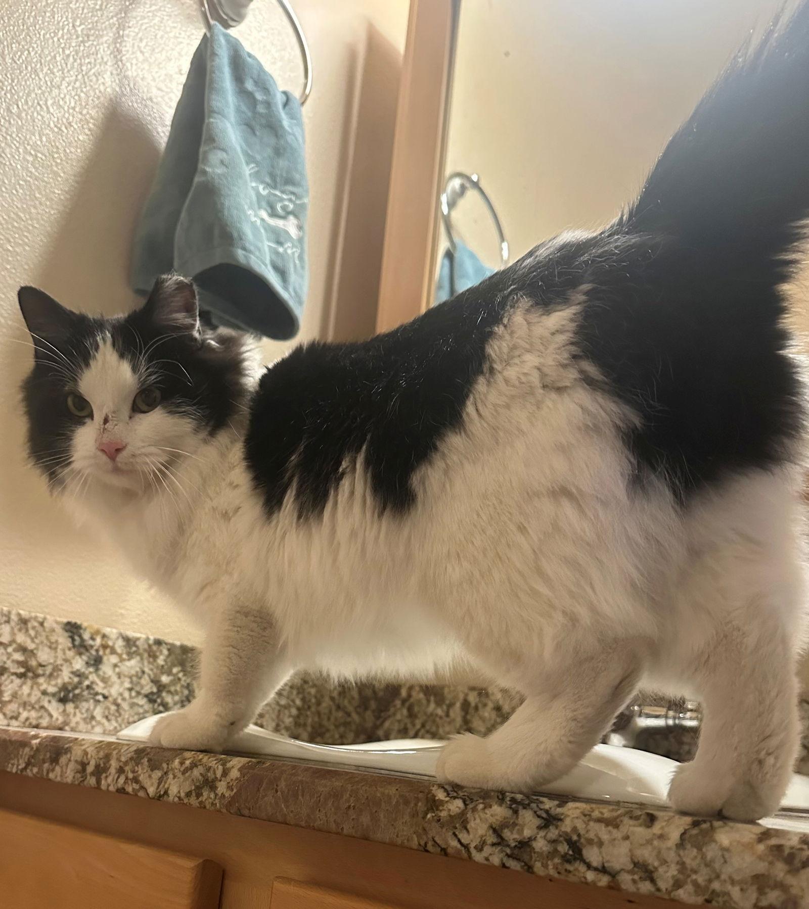 Enlarge Sunny, a Adoptable Domestic Long Hair in Evergreen, CO image 1/1