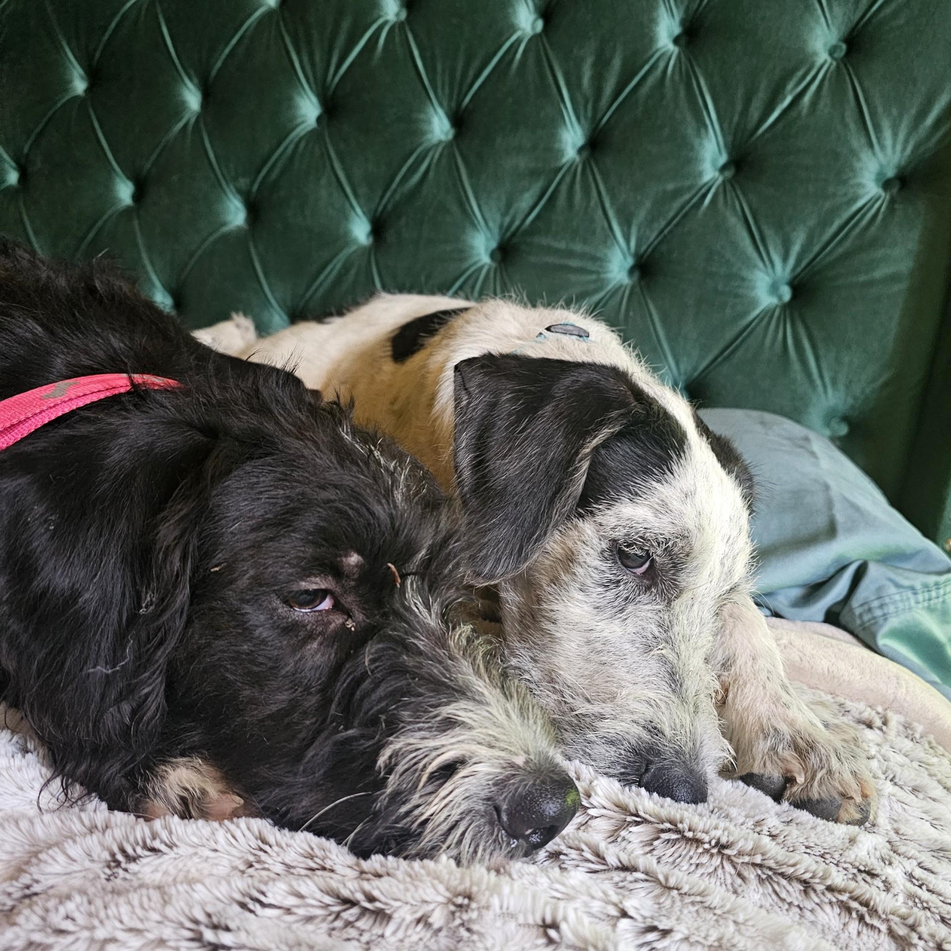 Enlarge Claus, a Adopted mixed breed in Tonopah, AZ image 2/6