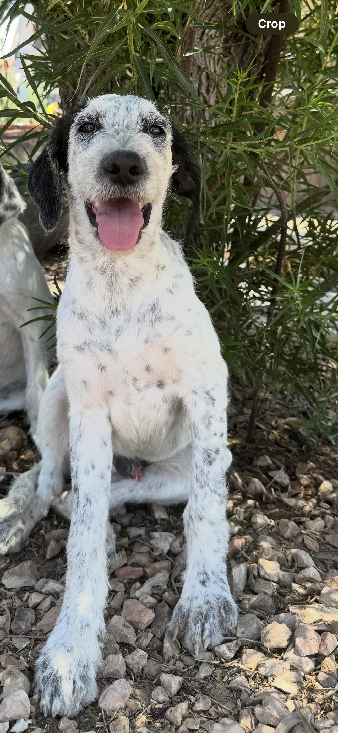 Enlarge Claus, a Adopted mixed breed in Tonopah, AZ image 1/6
