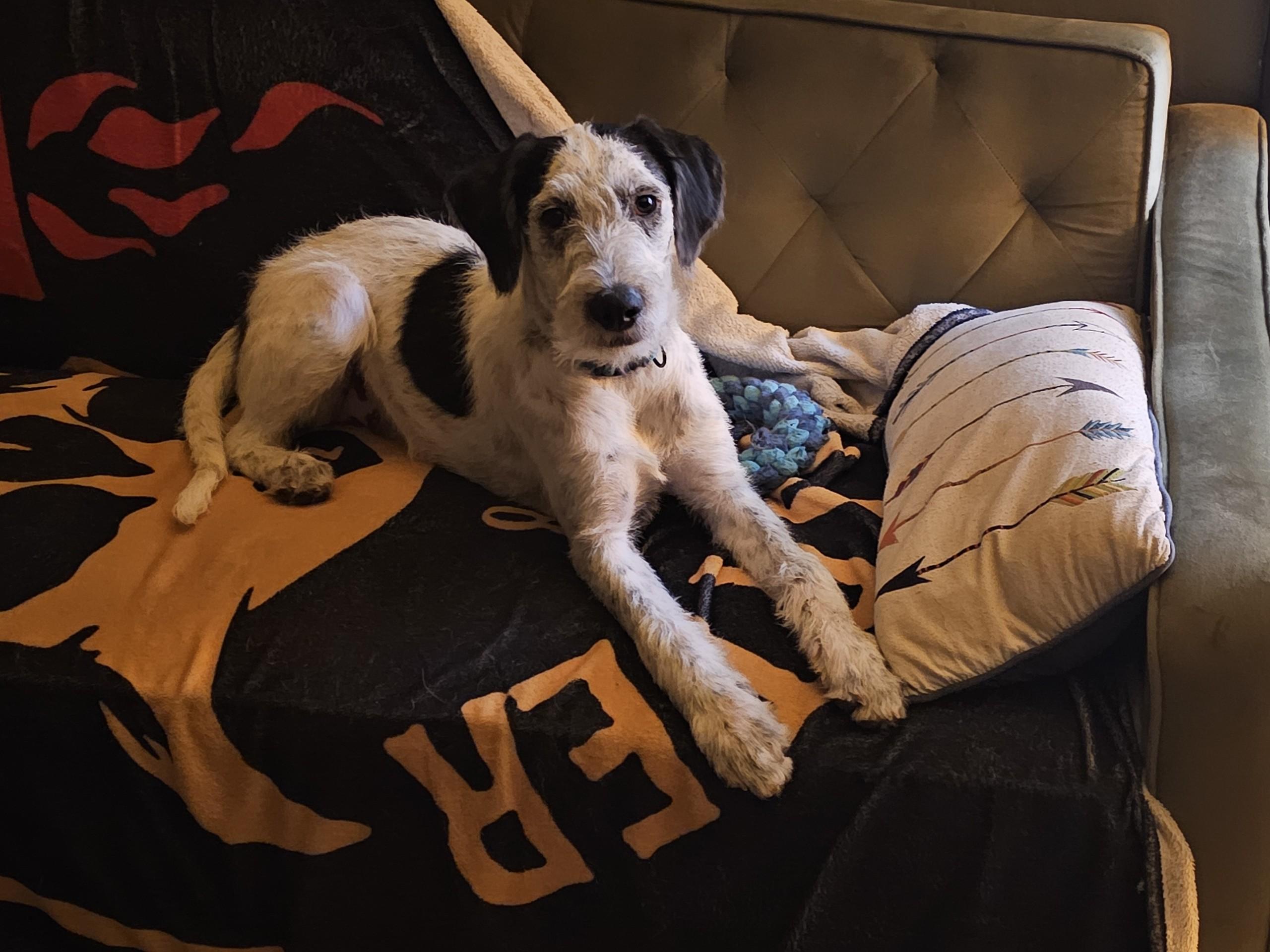 Enlarge Claus, a Adopted mixed breed in Tonopah, AZ image 3/6