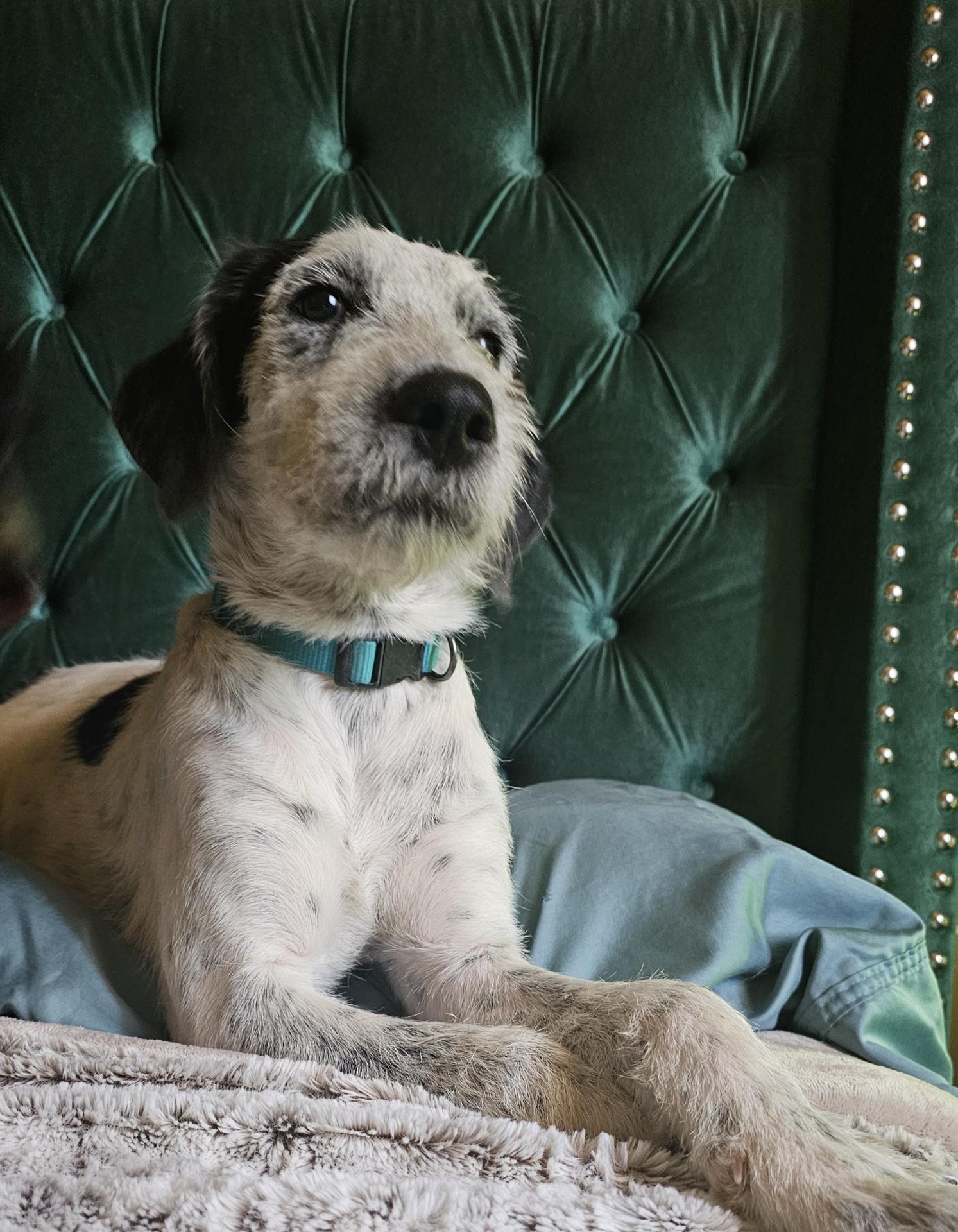 Enlarge Claus, a Adopted mixed breed in Tonopah, AZ image 4/6