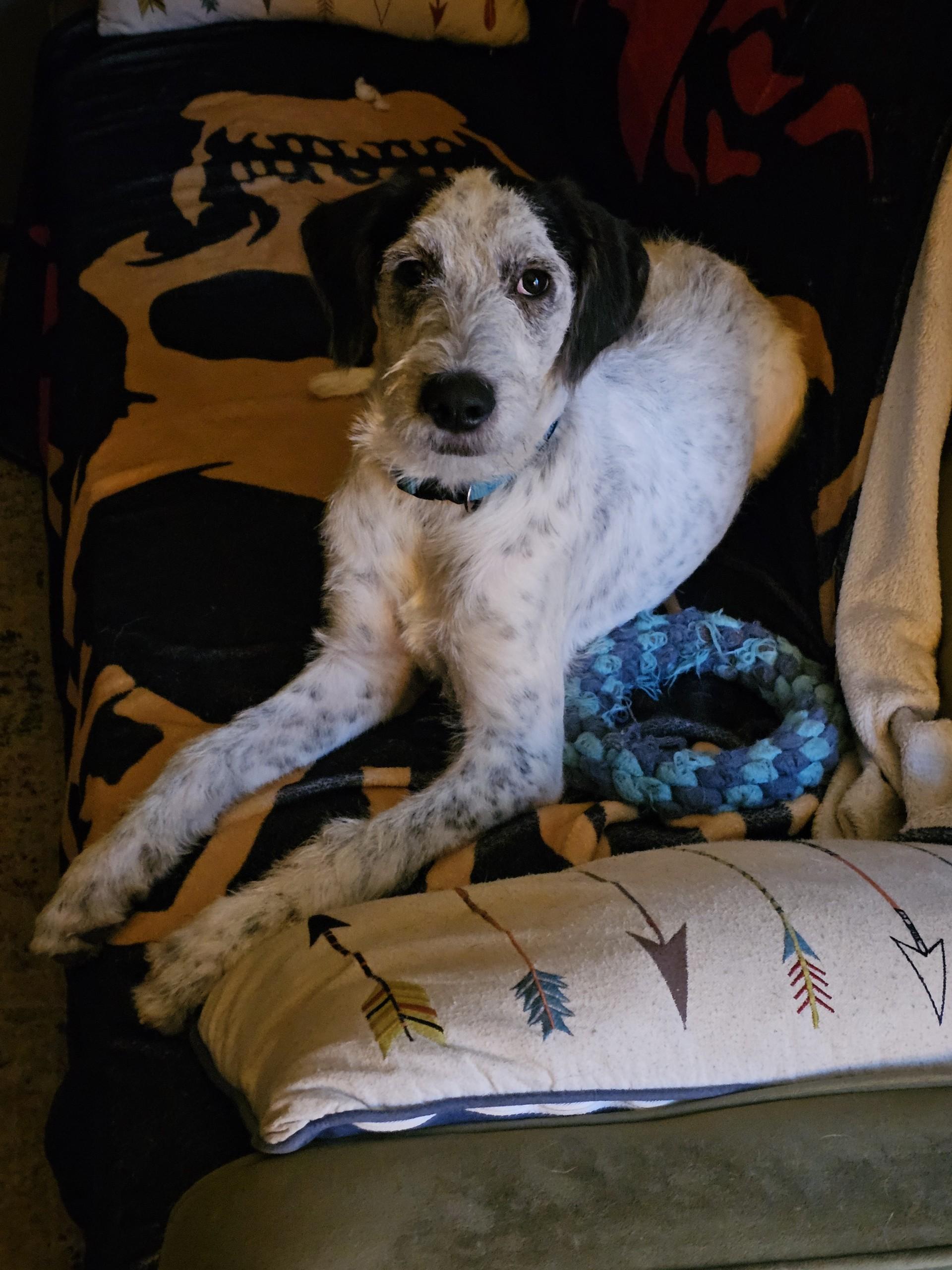 Enlarge Claus, a Adopted mixed breed in Tonopah, AZ image 5/6