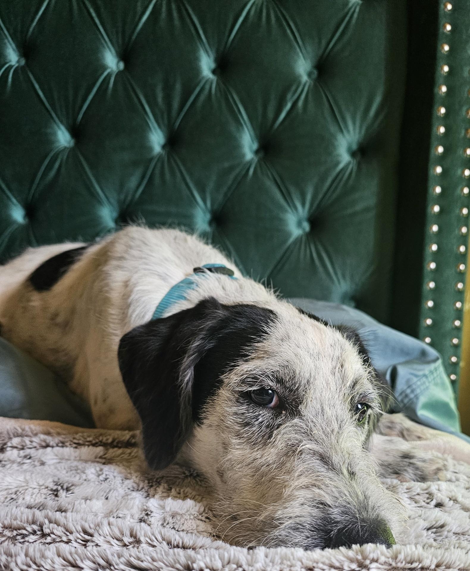 Enlarge Claus, a Adopted mixed breed in Tonopah, AZ image 6/6